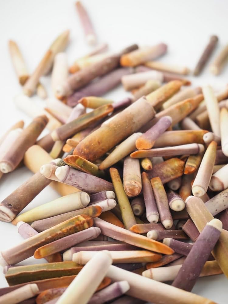 貝殻　ウニ殻　ノコギリウニ６個　②③ 貝殻 ウニ殻 ノコギリウニ6個 ②③