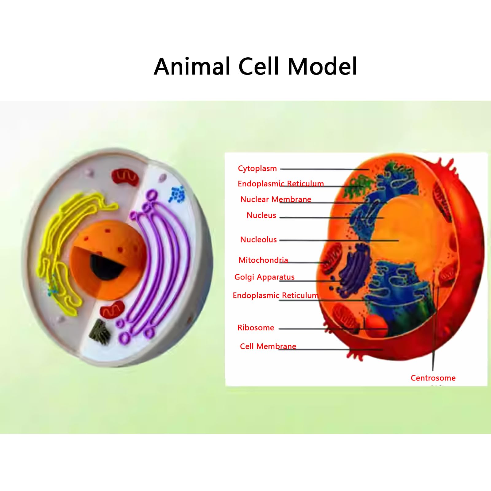 Modello di Anatomia della cellula Animale - Modello di cellula Animale 3D - Modello didattico di biologia per scopi di Laboratorio e di Ricerca