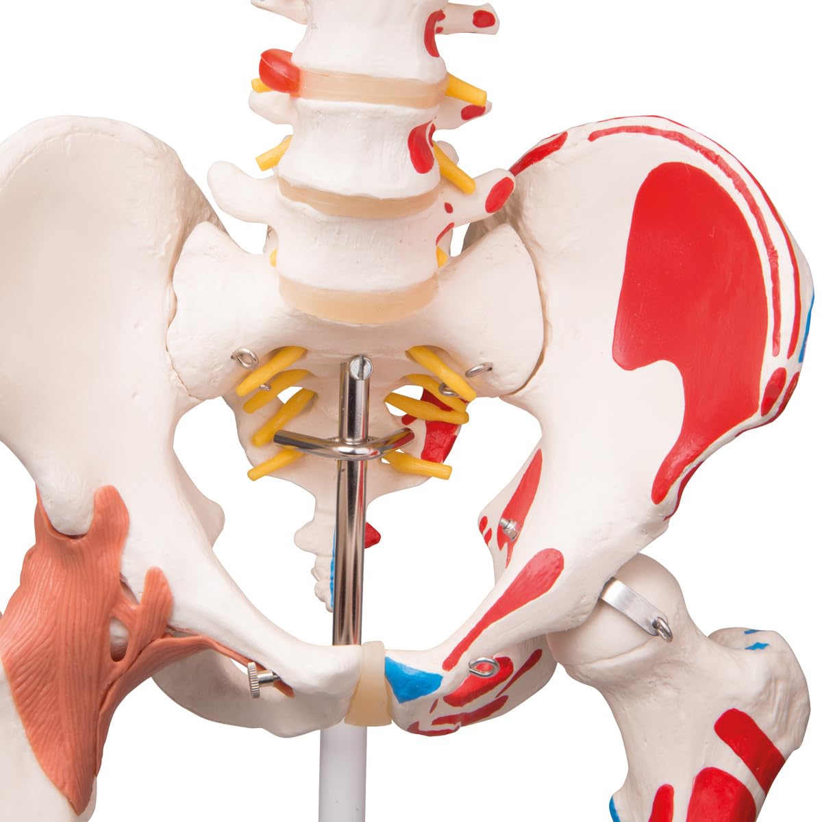 3B Scientific® Menschliches Schädelmodell – Klassisches 3-teiliges lebensgroßes Schädelmodell mit Magnetverbindungen, abnehmbarem Schädeldach & Unterkiefer, + Smart Anatomy App (5 Jahre Garantie)