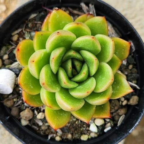 YobV 7.5cm|bg A GPxA Echeveria Y  ϗtA CeAO[ 񂹐A ke 1{ 1