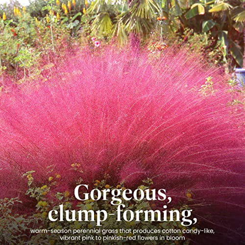 American Plant Exchange Live Pink Muhly Grass With Pink Flowers, Ornamental Grass, Plant Pot For Home And Garden Decor, 10" Pot #TOP2
