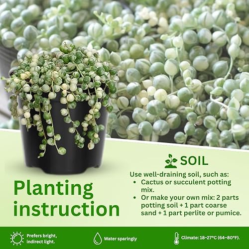 Miniatura 4 de String of Pearls - Maceta viva de 4 pulgadas, suculentas raras en cestas colgantes, planta de interior suculenta para oficina en casa (cadena de