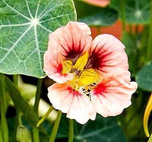 Miniatura 2 de Semilla de capuchina para plantar hermosas flores Bonsái Decor-50pcs Semillas