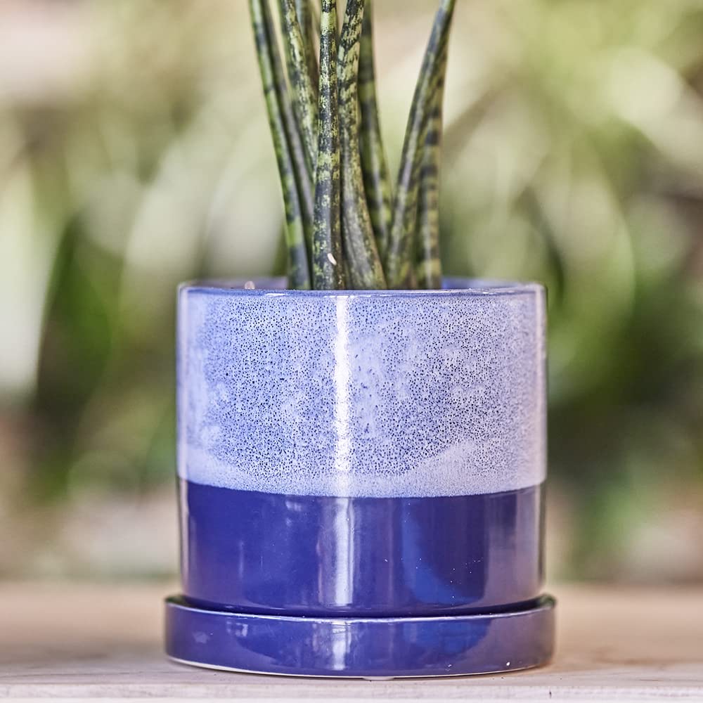 Jive � Minuto, suculento, cactus y platillo de cer�mica para flores y plantas con agujero de drenaje y platillo desmontable, ideal para decoraci�n de interiores y exteriores