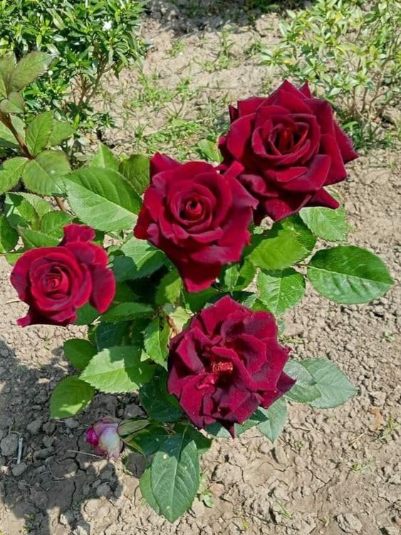 ECO BLOOM Rare Dark-Red Rose Climber Live Flower Plant For Indoor and outdoor Gardening, 1 Healthy Dark Red Rose Live Plant with Black pot (B0CXMX4F4G) Amazon Price History, Amazon Price Tracker