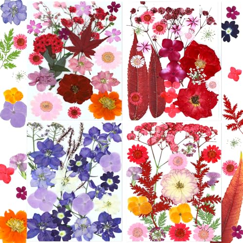 Set de 82 flores secas prensadas naturales miniatura 6