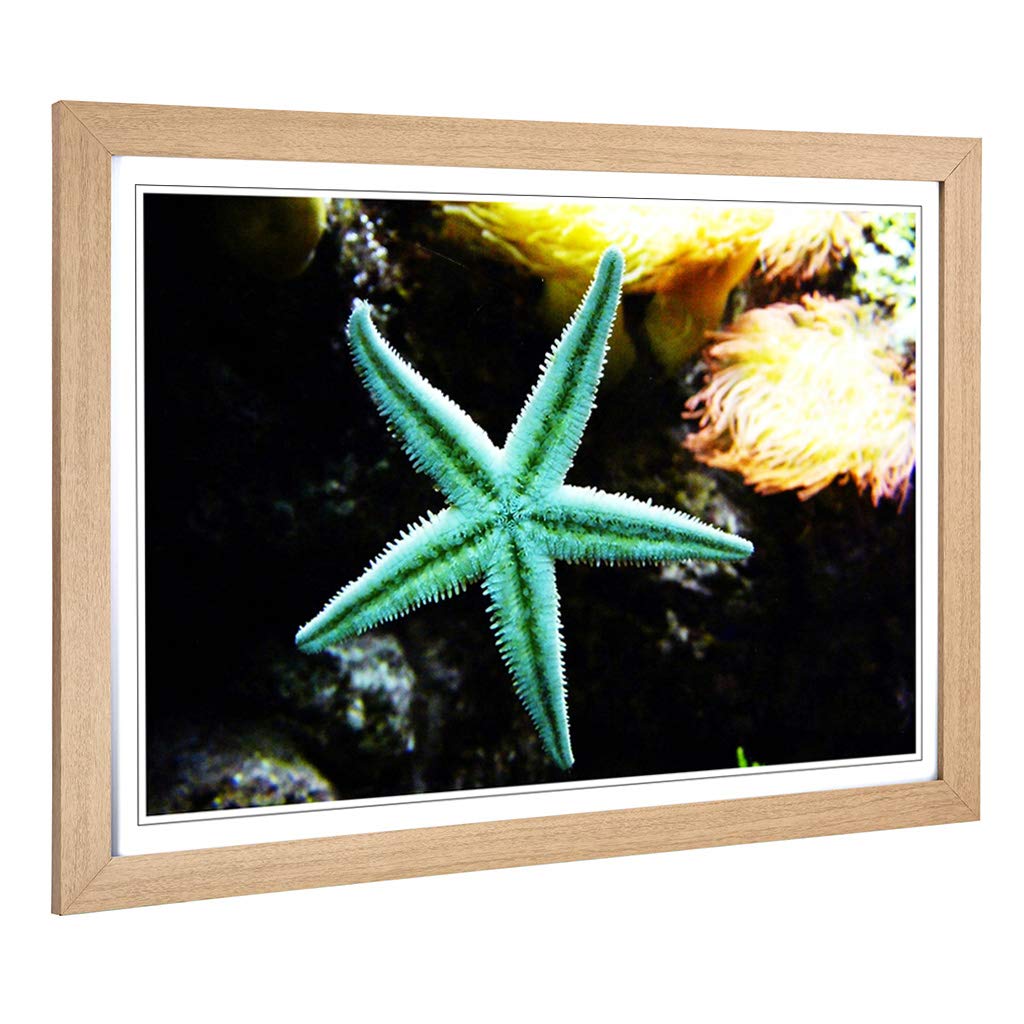 Big Box Art Framed Print of Starfish Design | Wall Art Picture | Home Decor for Kitchen, Living, Dining Room, Lounge, Bedroom, Hallway, Office, Oak, A2 / 24.5x18 Inch / 62x45cm