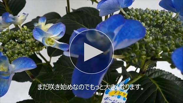☆hydrangea☆さま 専用です Amazon.co.jp: Sakamoto Gardening Master Hydrangea Mother's