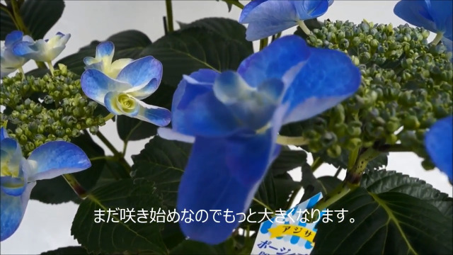 Amazon.co.jp: Sakamoto Gardening Master Hydrangea Mother's