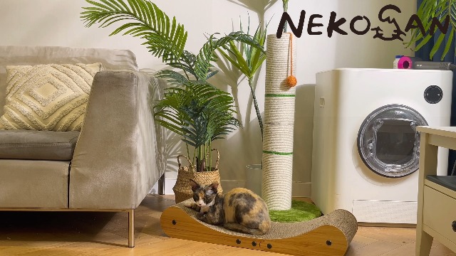 Nekosan Cat Scratcher Cardboard Bed, 27.5" Extra Large Cat Scratch Sofa Bed, Cat Scratcher Lounge Bed for Indoor Cats, 27.5 x 10 Inches Cat Couch Bed - Scratching Board - image 8