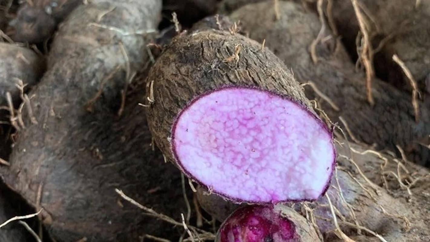 Ube True Purple Yam Dioscorea Alata Tuber Non GMO for Planting or Cooking, New Crop (2 lbs)