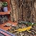 SEWACC 4pcs Cork Bark Bits Reptile Bark Bedding Flat Cork Bedding Terrariums Substrate for Snake Spiders Bearded Dragons Frogs Tank Supplies