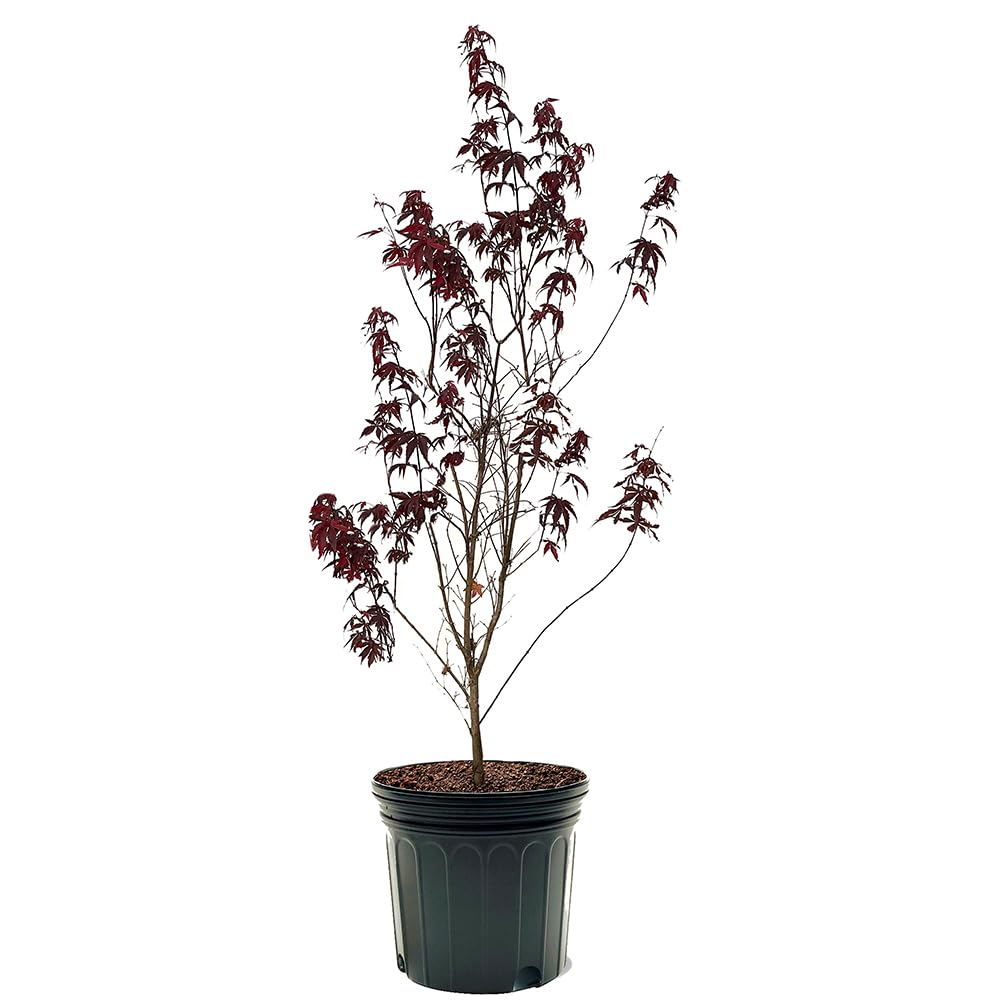 The Japanese Red Maple, Award Winning, Vibrant Leaves, 7 gal, Nursery Pot
