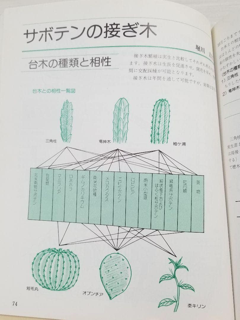 Amazon.co.jp: 図解 サボテン作り 東京カクタスクラブ編 : おもちゃ