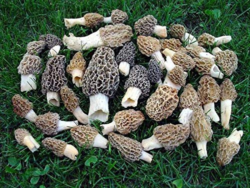 Red Supply Solution | Morel Mushrooms Spores 40 Grams In Sawdust Bag - Morchella Esculenta, True Morel Mushroom Growing Kit, Fresh Morel Mushroom Spores, Morel Mushroom Kit In 5 Gallons Of Filtered #TOP5