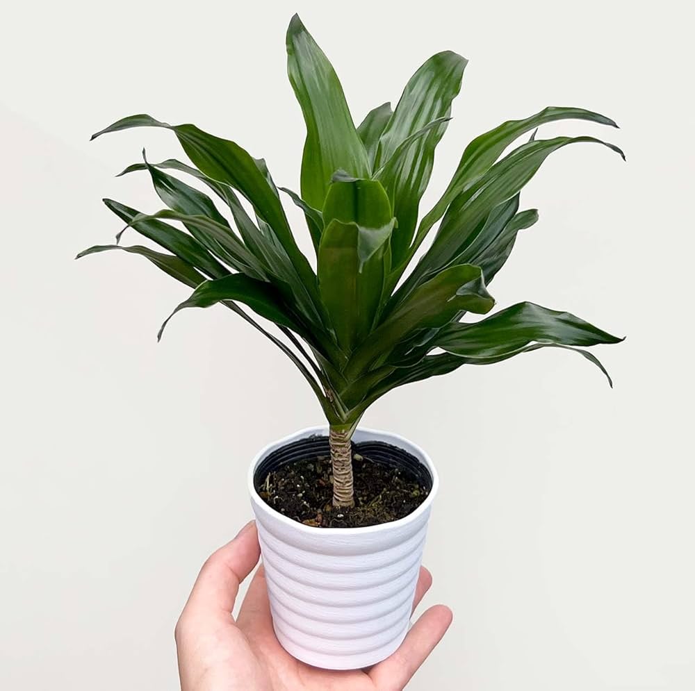 ドラセナ　コンパクタ　鉢皿付き Amazon｜inakougei（イナコウゲイ） 観葉植物 おしゃれ 小さめ 陶器鉢