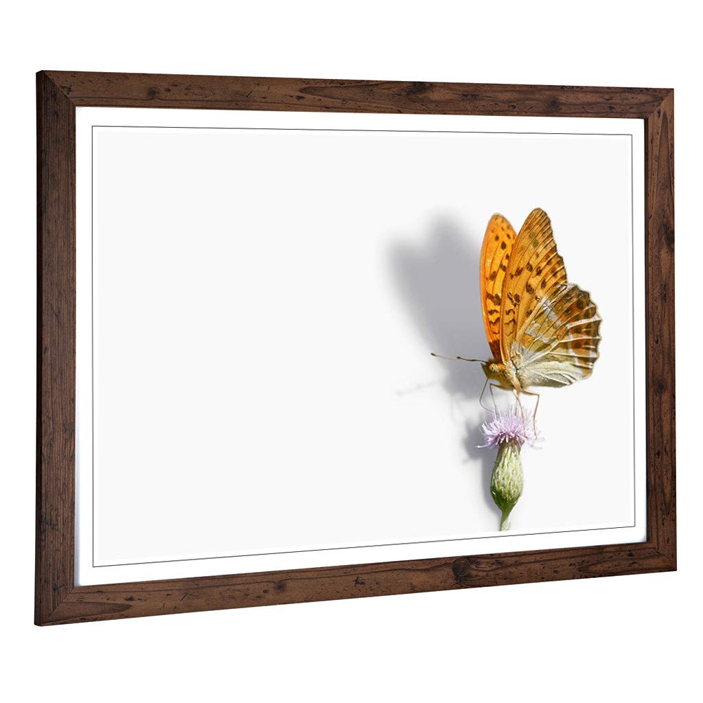 Big Box Art Framed Print of Butterfly and Thistle Design | Wall Art Picture | Home Decor for Kitchen, Living, Dining Room, Lounge, Bedroom, Hallway, Office, Walnut, A2 / 24.5x18 Inch / 62x45cm