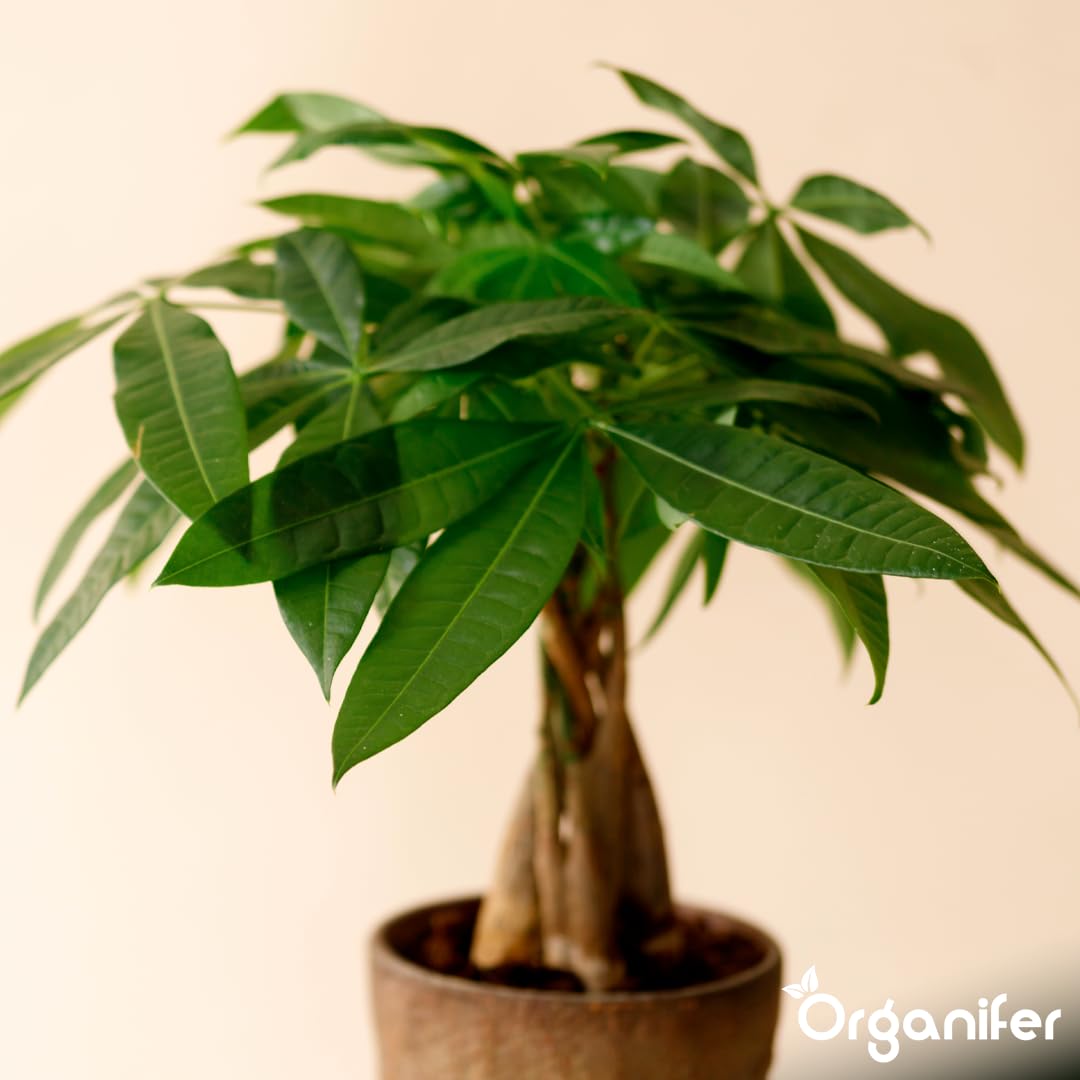 Fertilizzante liquido organico 1L per albero dei soldi – piante forti e fogliame rigoglioso – Organifer