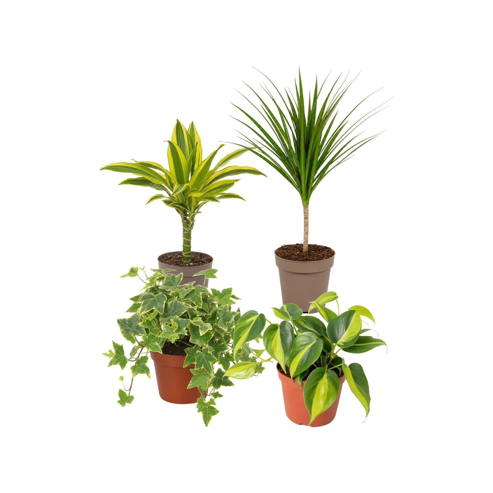 DECOALIVE Pack 4 Plantas de Interior para Amantes con Experiencia