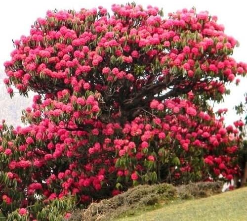 Amazon.com : Rhododendron Arboreum, Medicinal herb Guinness record tree ...