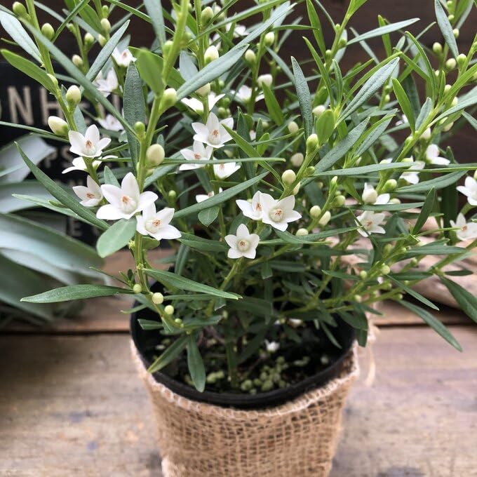 Amazon.co.jp: サザンクロス 白の星型の花 ホワイト