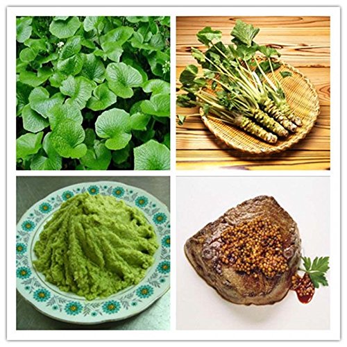 Generic Wasabi Seeds Japanese Horseradish Seed Vegetable Amazon.in Garden & Outdoors