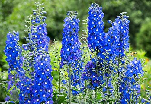 Blue Delphinium Flower Seeds - 100+ Seeds - Grow Stately Delphinium Wildflowers - Made in USA Blue Delphinium Flower Seeds - 100+ Seeds - Grow Stately Delphinium Wildflowers - Made in USA