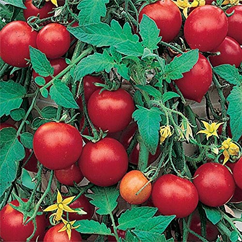 3 x Tumbling Tom Red Tomato Plug Plants
