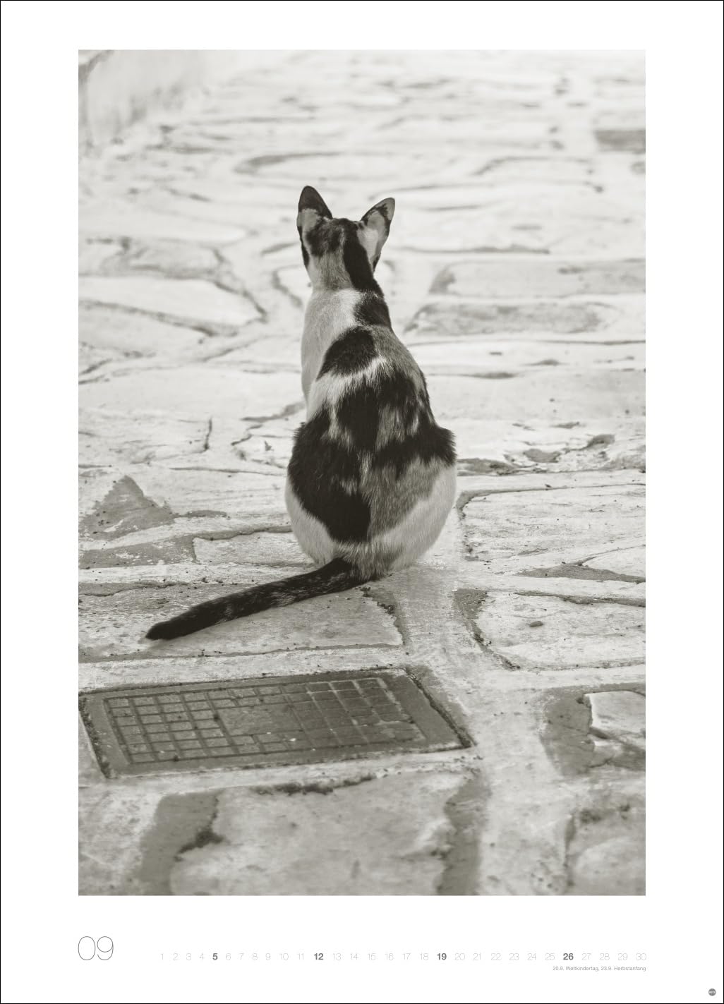 Cats Edition Kalender 2027: Elegante Samtpfoten in schwarz-weiß in einem XXL-Kalender. Tierkalender 2027 im Großformat. Hochwertiger großer Fotokalender für Katzenfans.