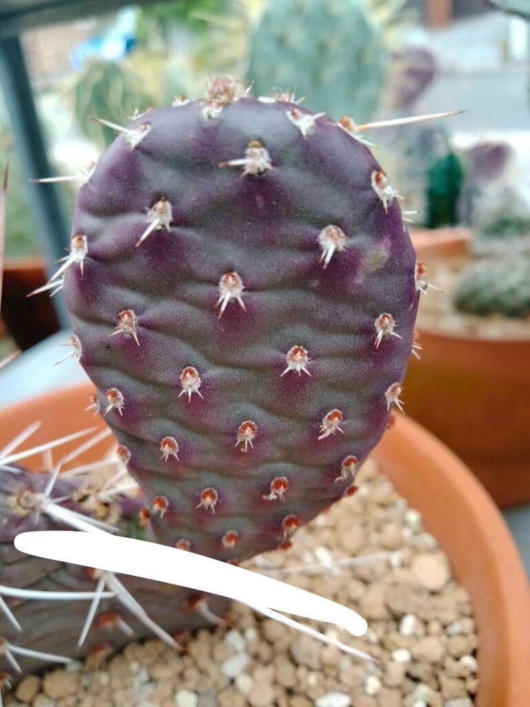Amazon.co.jp: opuntia phaecantha darknight ダークナイト オプンチア