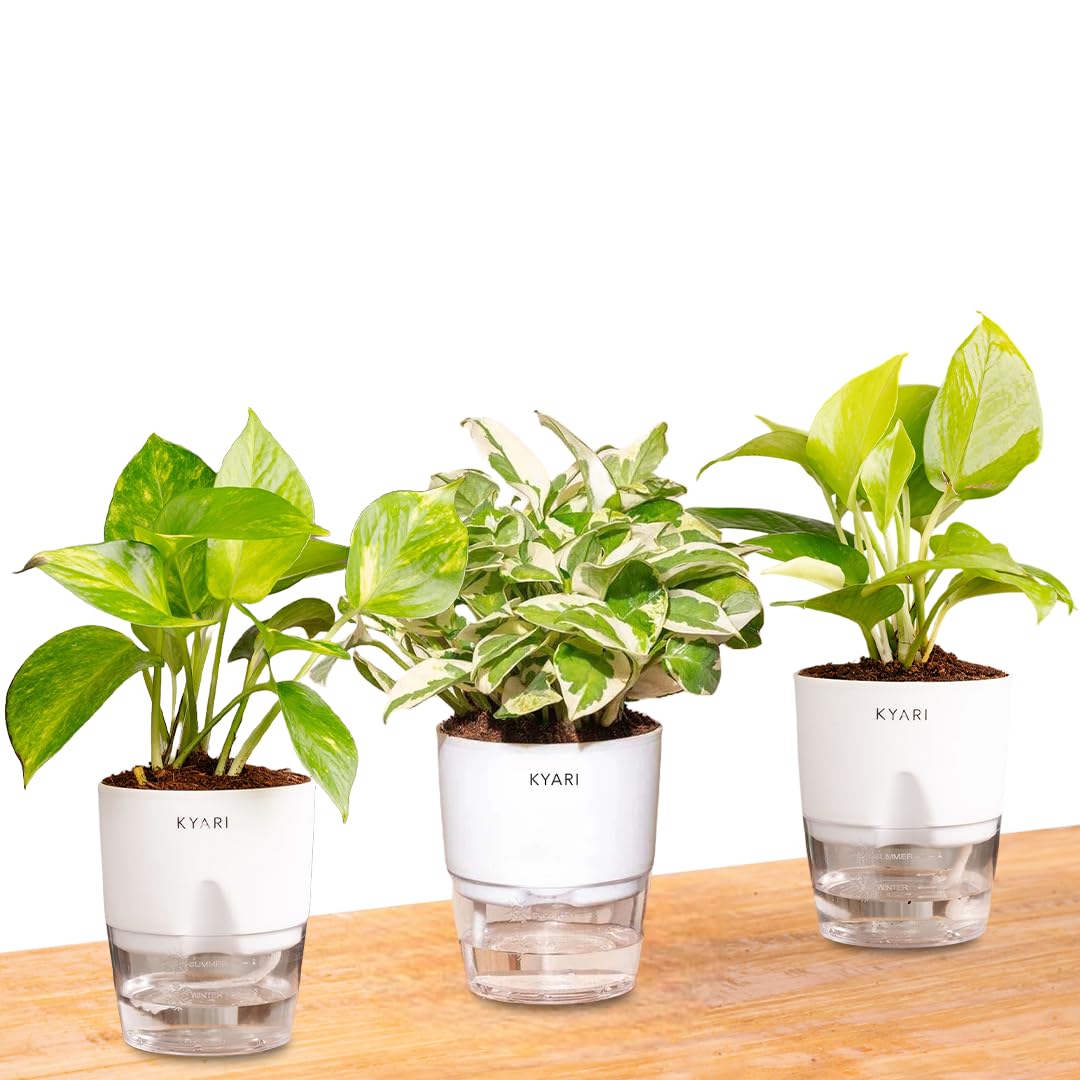 KYARI Money N'joy, Golden Money, MoneyVariegated Combo of 3 Indoor Plants for Living Room | Live | Plants with White Self Watering Pot for Home | Air purifier plants | Plants for Home Decor-picture-15