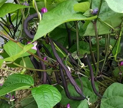 Miniatura 2 de Más de 25 semillas de frijol Scarlet Runner semillas frescas de jardín sin OMG