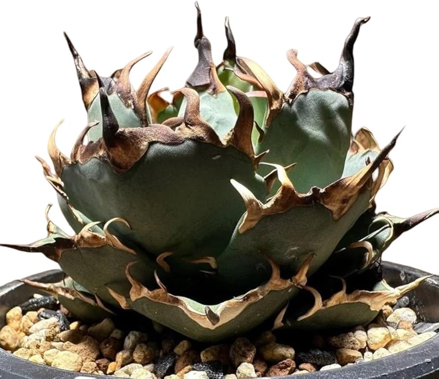 こ*じ様 多肉植物アガベ チタノタ 海王 強棘 80株 極上株 PM3 特選中株 アガベ チタノタ 海王 上品 極上絶狂棘 多肉植物