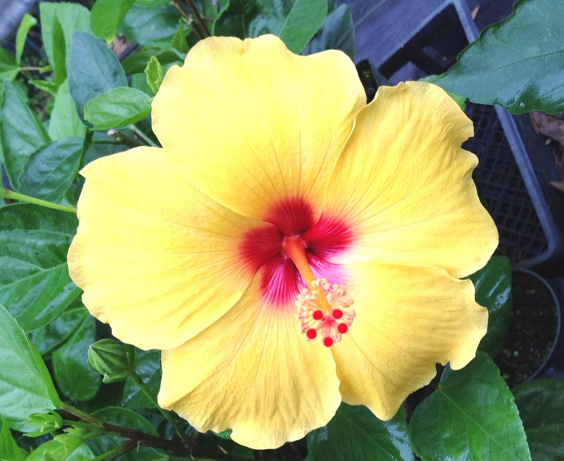 Indiana China Rose Gurhal Dasavala Mandara Daasaala Chinese hibiscus Chemparati Dosni Phool Japaa Cembarutti Jaswand Hibiscus rosa-sinensis (Color-Yellow) Live Plant_Odiplantz