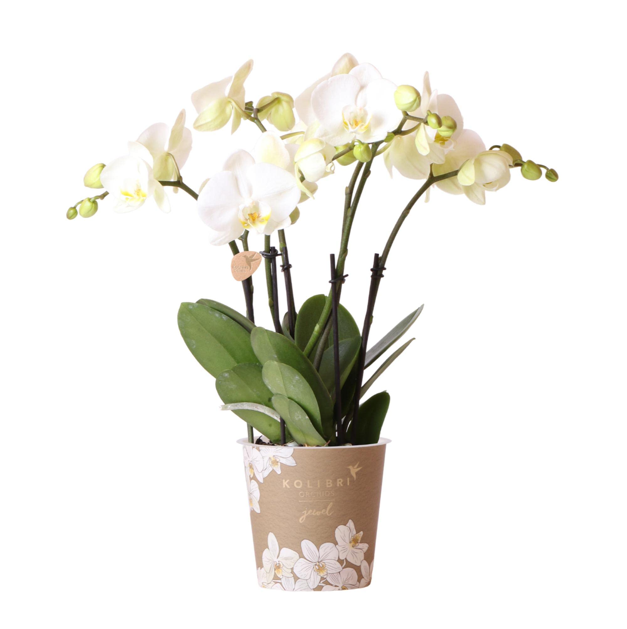 Kolibri Kollektion | Weiße Phalaenopsis Orchidee – Jewel Ghent, Topfgröße Ø12cm
