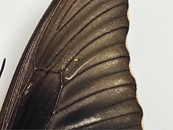 ★雑交種★チモールキシタアゲハ × ヘレナキシタアゲハ ♂標本 96mm唯一標本 90f440e3-s.jpg