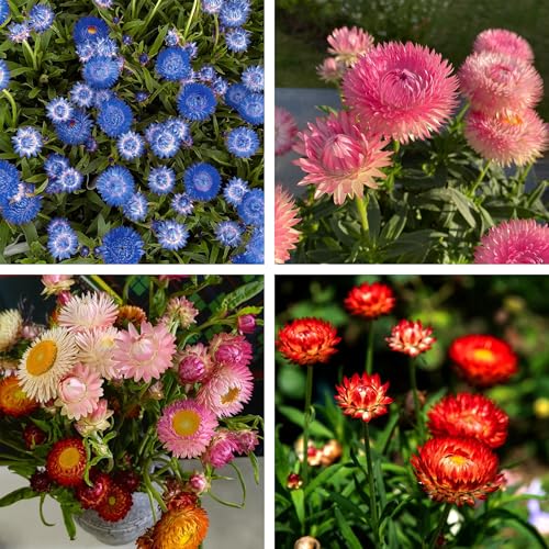 1000+ Strawflower Seeds for Planting Annual Mixed Color Xerochrysum Seeds Non-GMO Strawflower Flower Seeds for Home Garden Outdoor