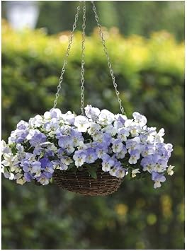 PREMIER SEEDS DIRECT - Pansy Trailing Winter Flowering - Cool Wave - Frost - 10 Seeds