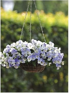 PREMIER SEEDS DIRECT - Pansy Trailing Winter Flowering - Cool Wave - Frost - 20 Seeds