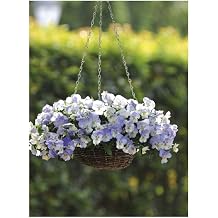 PREMIER SEEDS DIRECT - Pansy Trailing Winter Flowering - Cool Wave - Frost - 10 Seeds