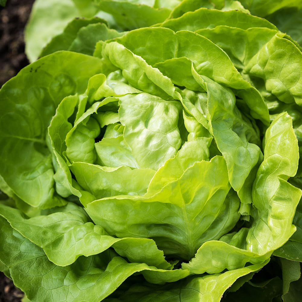 Lettuce S. Anna Seeds – Heritage Italian Butterhead Variety – Tender Rounded Heads – Sweet, Crisp Leaves – Easy to Grow – Ideal for Summer Harvest