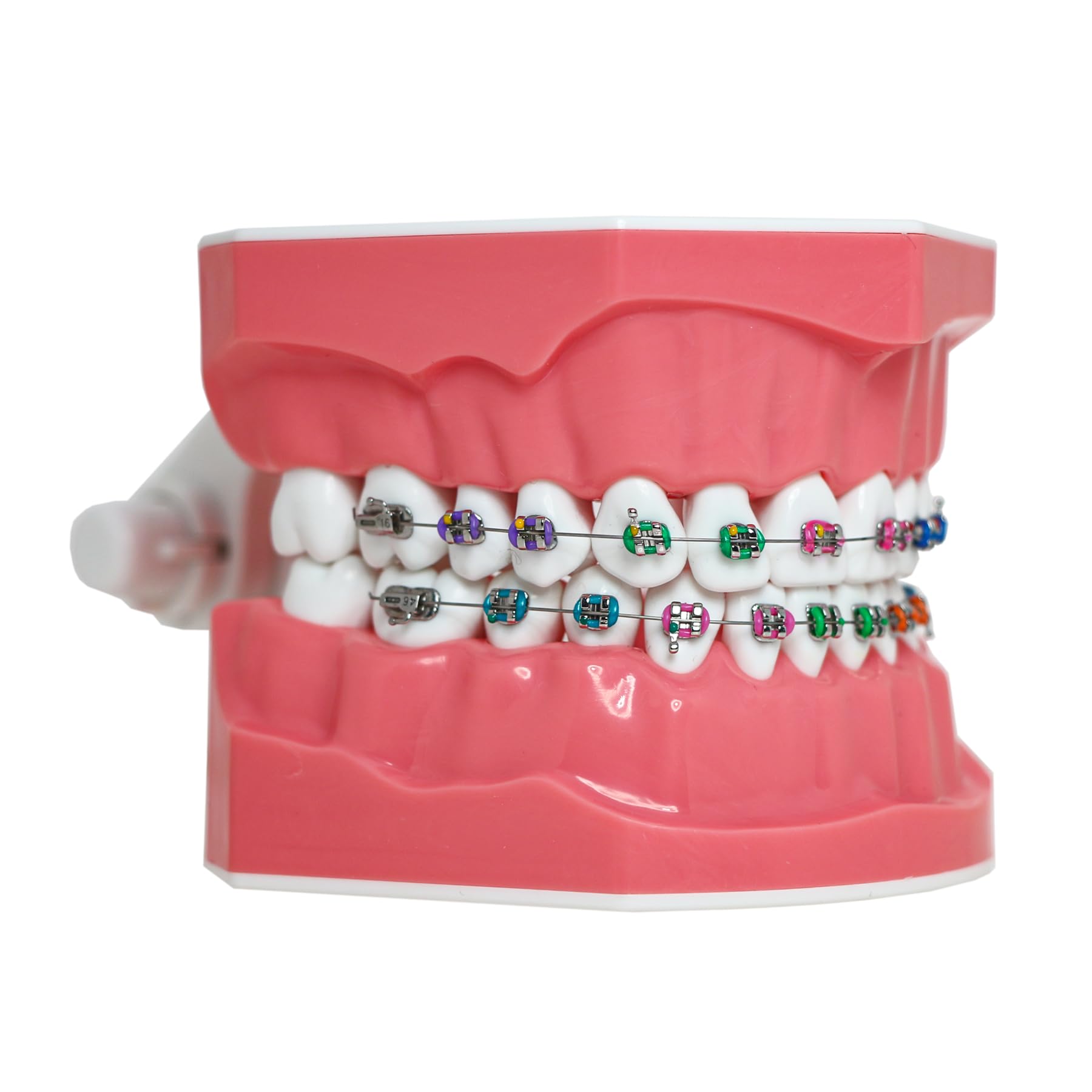 Dentalmall Dental Teeth Orthodontic Demonstration Model Typodont Teaching,Studying,Explaining Model for Adult and Children