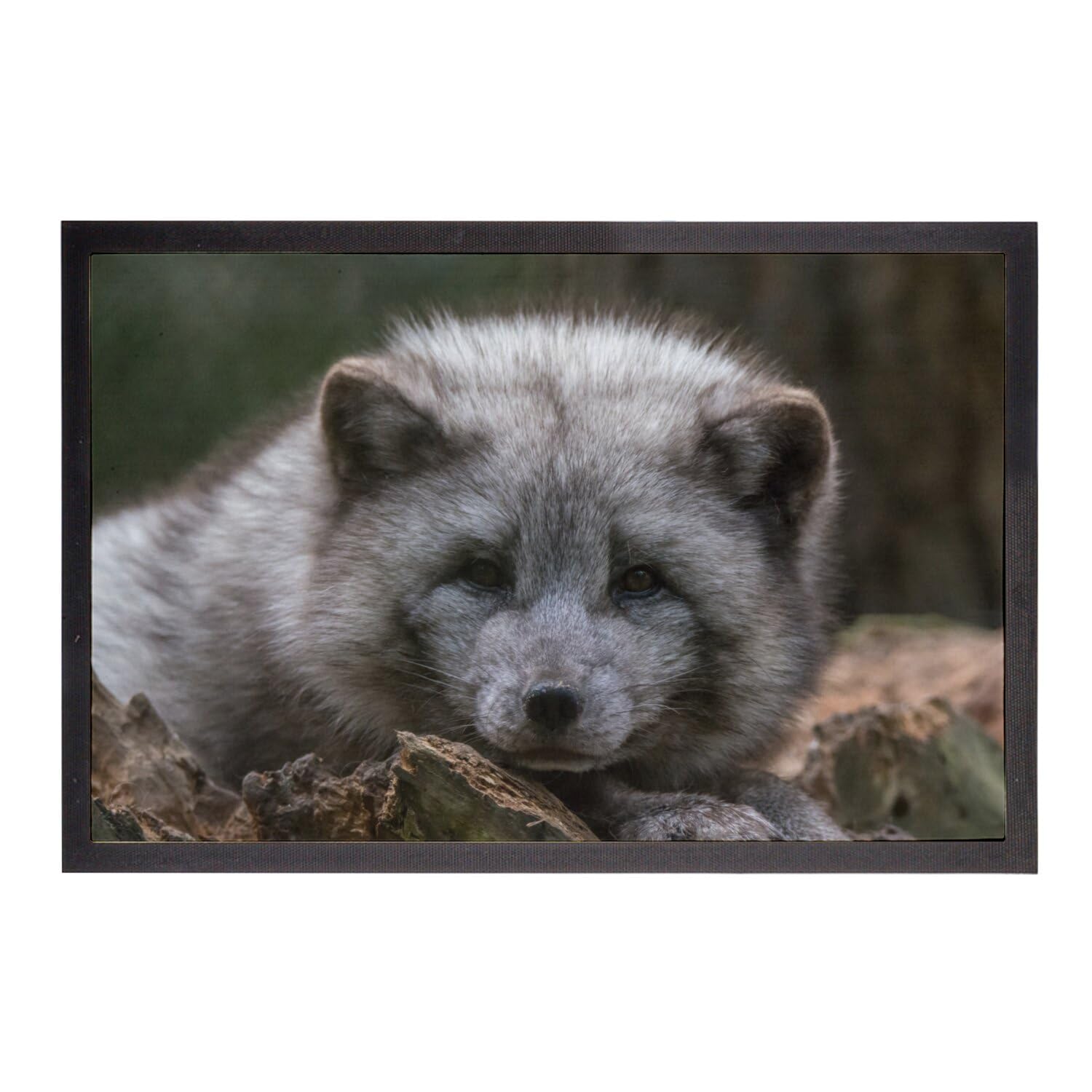 Paillasson bébé renard arctique grand tapis de sol animal mignon 75x50
