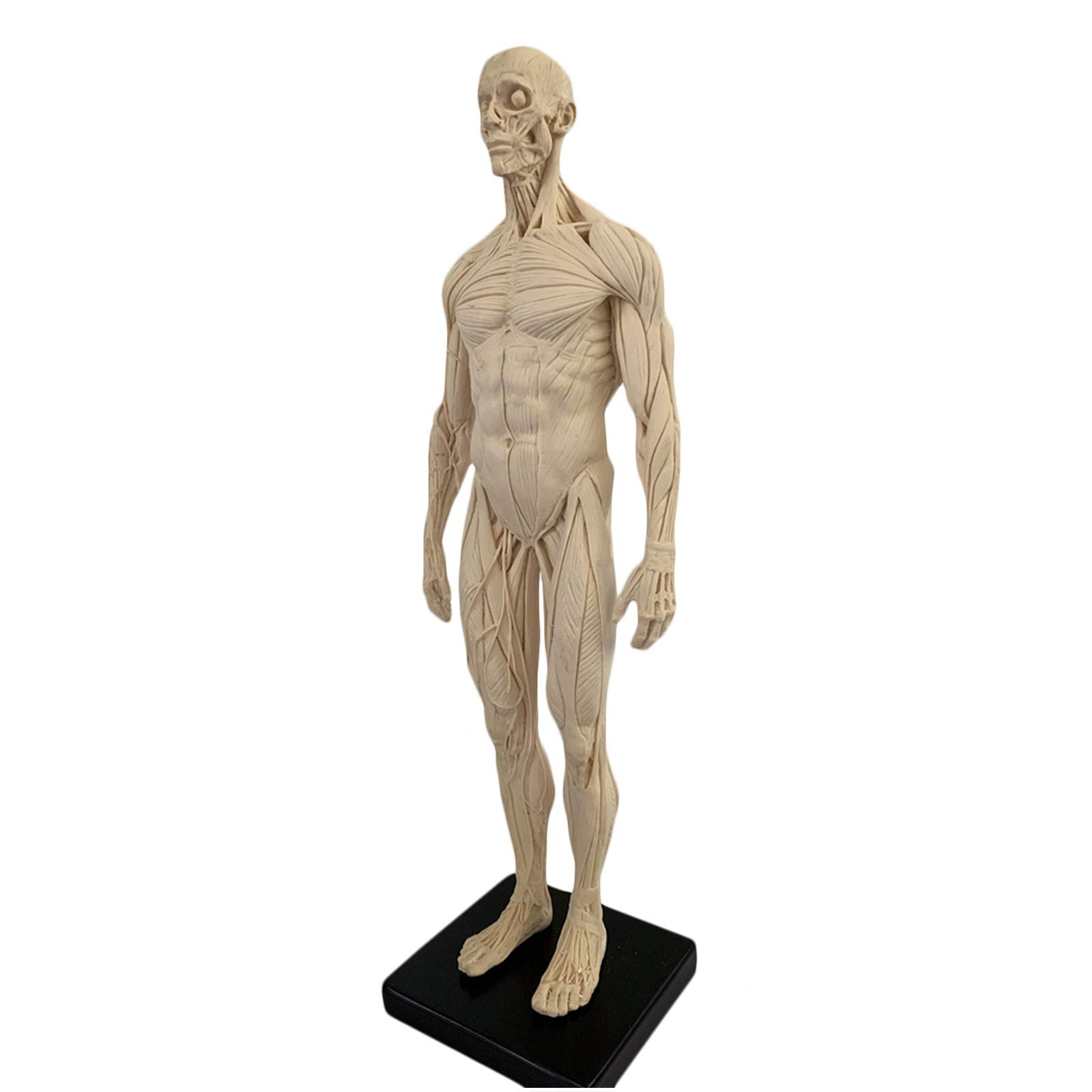 Modello Anatomico Umano Dell'Osso Del Muscolo - Figura Di Anatomia Maschile Da 11 Pollici Corpo Umano Modello Anatomico Muscoloscheletrico Schizzo Artistico Pittura Scultura Per Studio Di Disegno Di