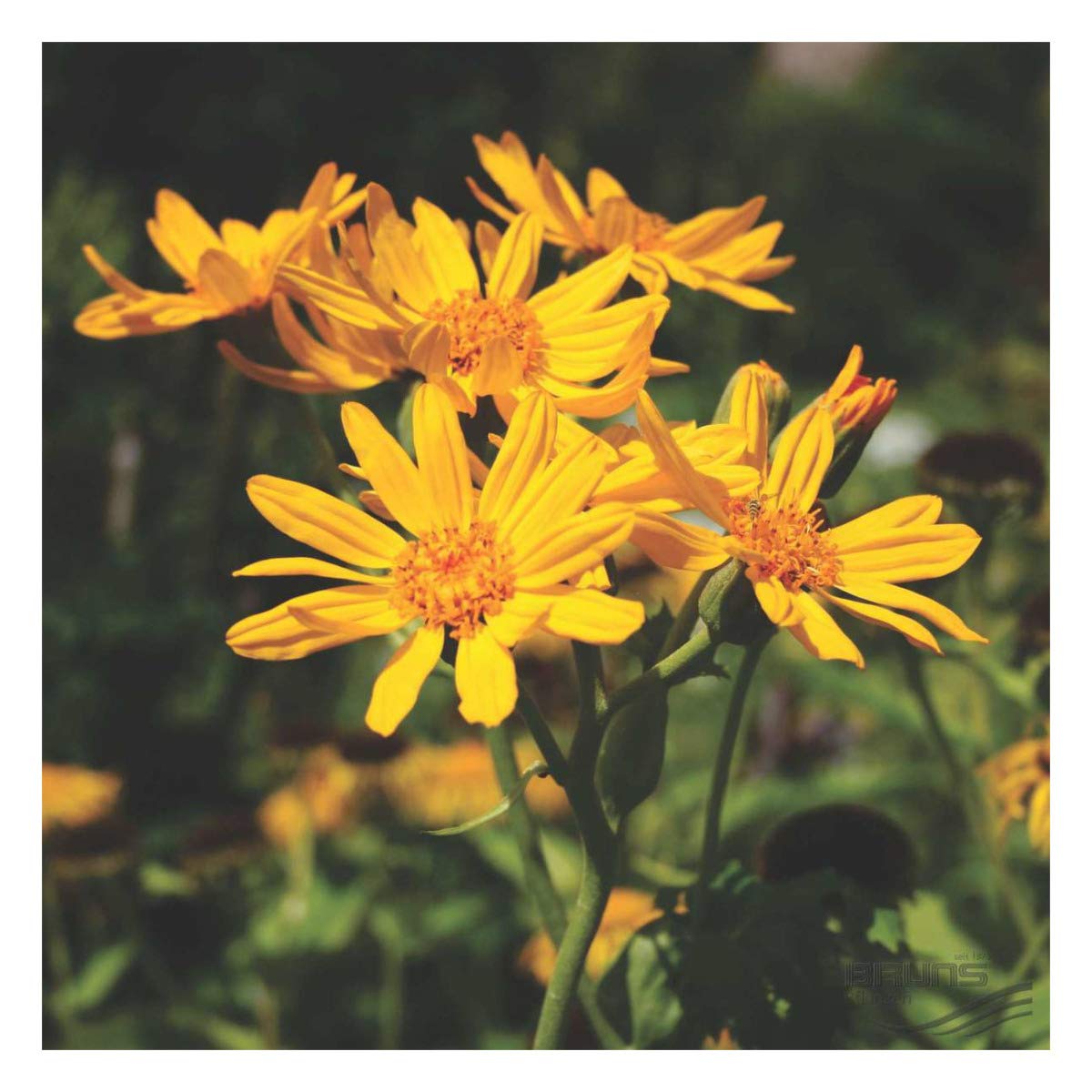 Ligularia x yoshizoeana Palmatiloba - Palm Leaf Ligularia Plant in 9 cm Pot