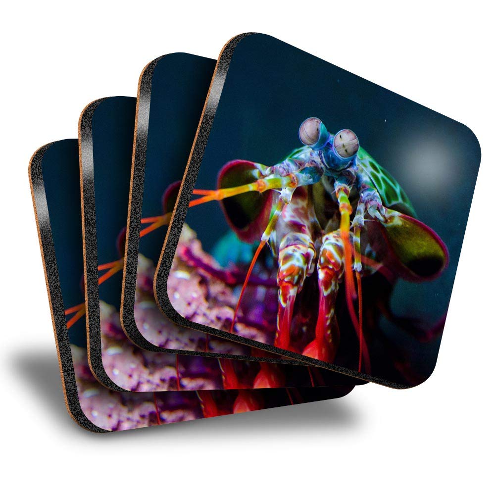 Destination Vinyl Ltd Great Coasters (Set of 4) Square - Peacock Mantis Shrimp Diving Drink Glossy Coasters/Tabletop Protection for Any Table Type #3562
