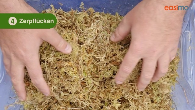 Moos Für Pflanzen ZeeDix Sphagnum Moos 85g - Natü Produktbild-Vorschau 7