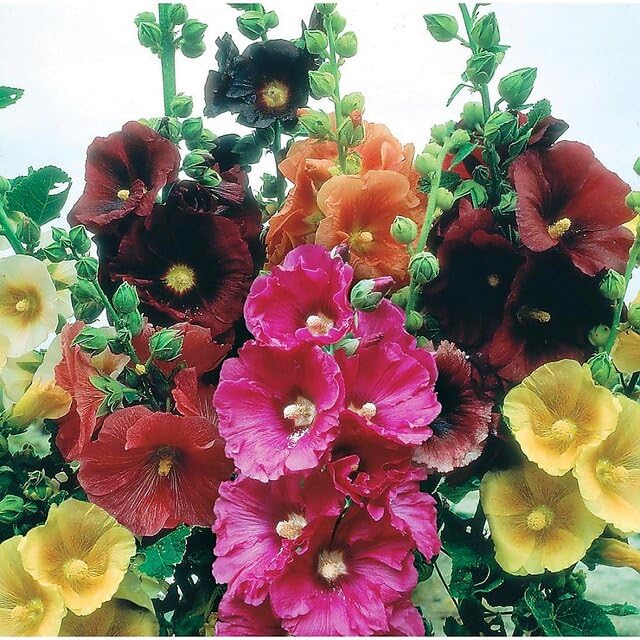Hollyhock flower seeds all colour,high germination (20 seeds) (B0CHK3FVBH) Amazon Price History, Amazon Price Tracker