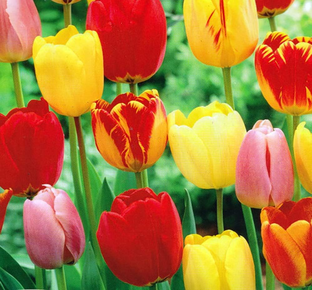Tequila Sunrise Tulip - 50 Bulbs - Colorful Mix - 12/+ cm Bulbs