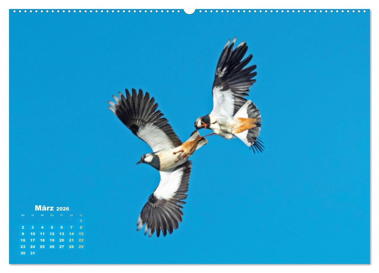 Vögel in unserer Heimat: Kiebitz, Wiedehopf und Turteltaube (hochwertiger Premium Wandkalender 2026 DIN A2 quer), Kunstdruck in Hochglanz: ... Vogelfreundes höher schlagen (CALVENDO Tiere)
